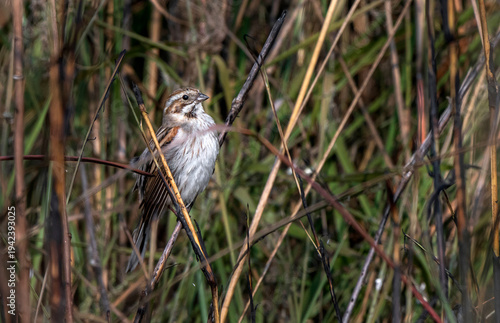 Photography Birds and animals in wild nature