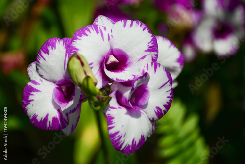 Dendrobium Enobi Splash
