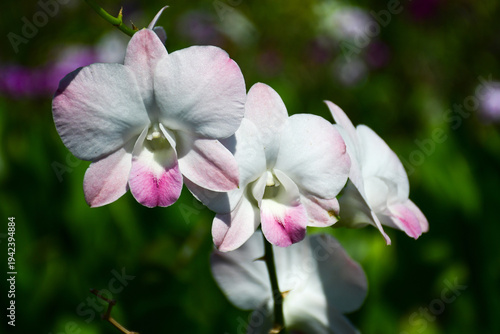 Soft Pink and White Dendrobium Orchid Flowers in Tropical Garden