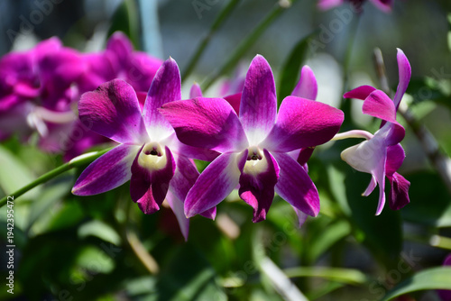 Cuadro en lienzo Beautiful Magenta Dendrobium Orchid Flowers with Star Shaped Petals