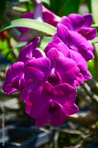 Deep Purple Dendrobium Orchid Blossom Branch in Natural Light
