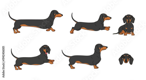 Vector illustration set of cute black and tan dachshund dogs in various poses like running, sitting, and standing isolated on a white background for pet design.