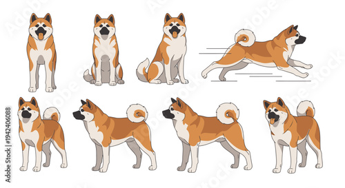Cute Akita Inu Dog Illustration Set with Various Poses like Sitting, Running, and Standing on a White Background for Pet Care and Animal Themed Graphic Design.