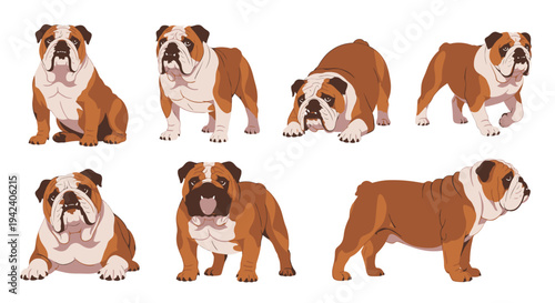 Collection of Seven English Bulldog Illustrations in Various Poses Including Sitting Standing and Walking Isolated on a White Background for Pet Theme Design