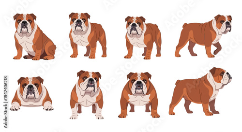 English Bulldog Illustration Set Featuring Eight Distinct Poses Including Sitting Standing Walking and Lying Down on a Clean White Background for Graphic Design