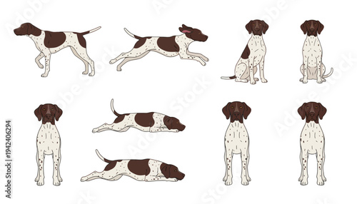 Collection of German Shorthaired Pointer Dog Breed Illustrations in Various Poses such as Running Sitting Standing and Lying Down Flat Vector Art Graphics Set