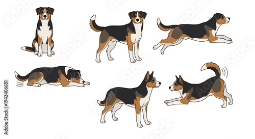 Collection of Vector Illustrations Featuring a Tricolor Mixed Breed Dog in Different Poses Like Running, Sitting, and Standing Isolated on a White Background.
