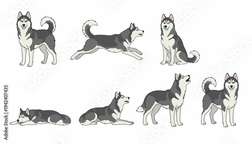 Siberian Husky Dog Illustration Set Featuring Seven Different Poses Including Running Sitting Howling and Standing Isolated on a Clean White Background Graphic.