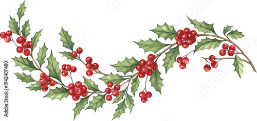 Christmas holly branches with red berries and green leaves isolated on white background festive botanical illustration