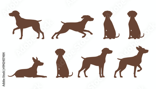 Vector Set of German Shorthaired Pointer Dog Illustrations in Various Poses Like Running, Sitting, and Standing for Pet Lovers and Hunting Enthusiasts Design.