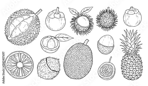  Hand drawn tropical fruit set including durian rambutan mangosteen and pineapple, detailed sketch style vector illustration collection isolated on light background