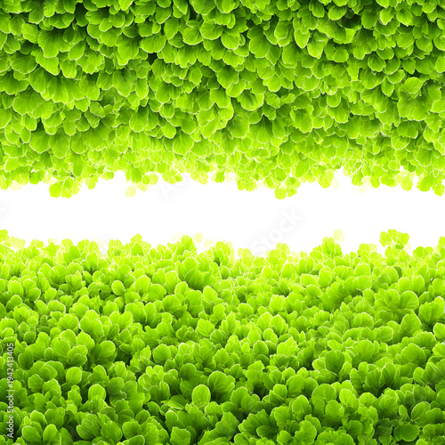 Vibrant green leafy border design with transparent background