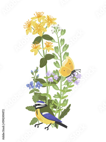 spring flowers and bird, vector drawing wild plants and blue tit at white background, St.Johns wort, germander speedwell, thyme and field pennycress, hand drawn botanical illustration