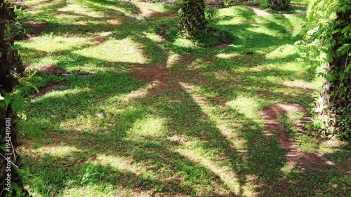 Sunlight n sun light ray shadow of Coconut Palm tree leaf on green grass lawn in agriculture plantation n garden field or meadow in sunny tropical summer daylight sunshine day, Top view 4k stop motion