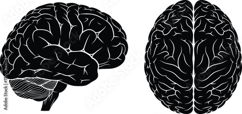 Human Brain Anatomy Vector Illustration Featuring Side and Top Views in Detailed Black Silhouette Isolated on White Background for Medical Science,
