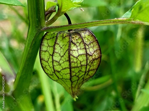 Bilde på lerret Physalis angulata  fruits in the garden, the plant belonging to the nightshade f