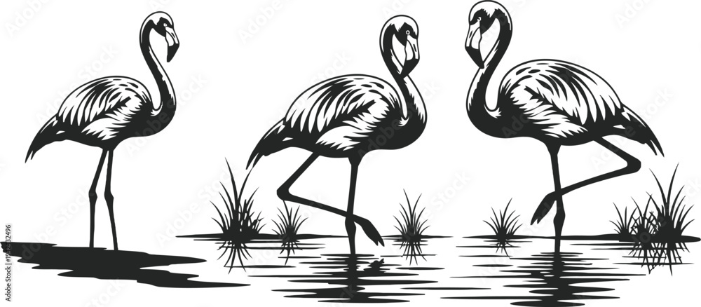 Obraz premium Three flamingos standing in shallow water