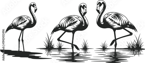 Three flamingos standing in shallow water