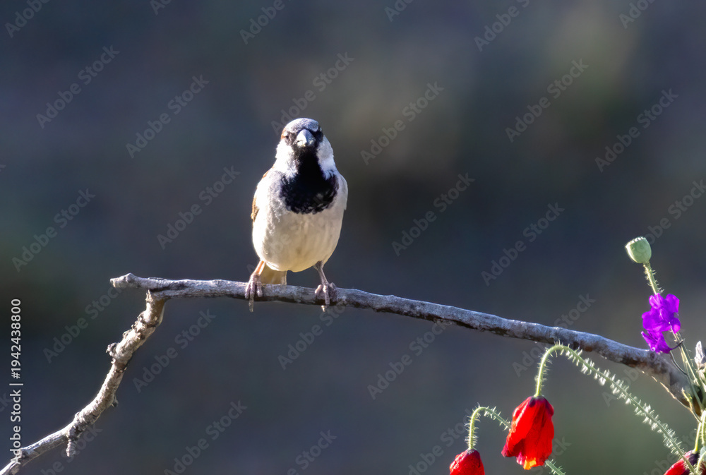 Fototapeta premium House sparrow (Passer domesticus) in a natural habitat