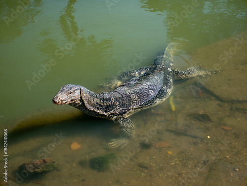 Cuadro en lienzo Asian water monitor lizard swimming in shallow murky green pond water showing de
