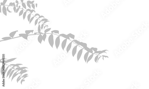 Soft grey shadow of long leafy branches extending across upper left and lower left frame, smooth isolated background. The patterns of leaves are delicately rendered, minimalist and airy natural effect