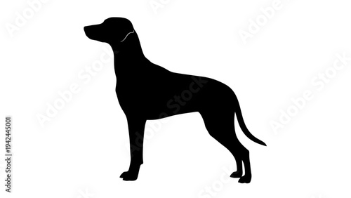 black silhouette of a dog