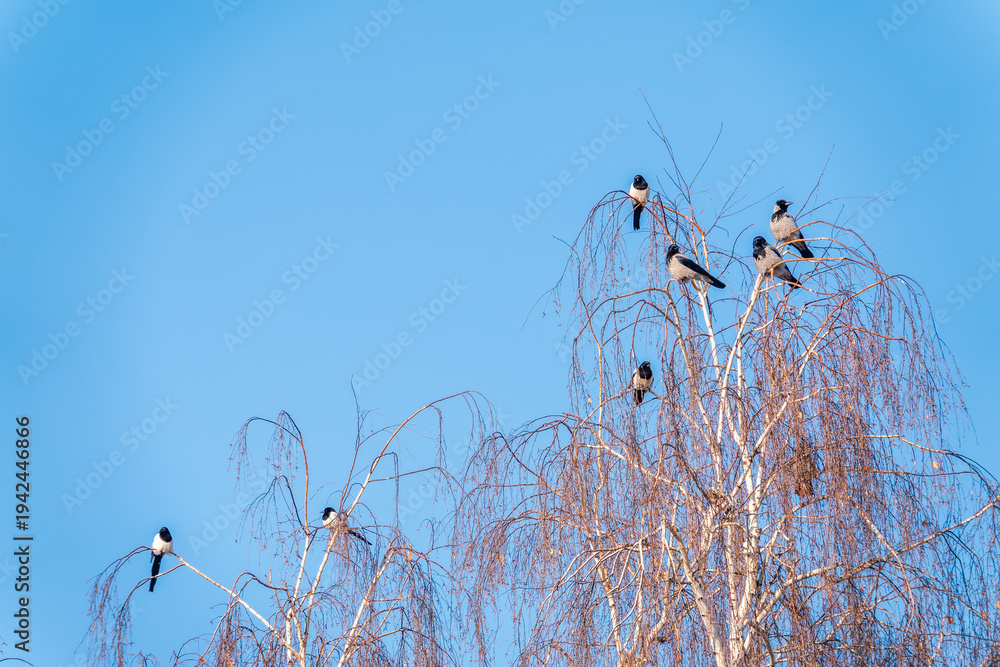 Fototapeta premium A hooded crow sitting on a tree