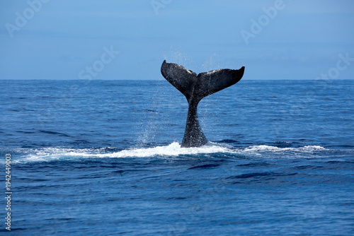 Tableau sur toile A large humpback raises its fluke (tail fin) above the ocean's surface in the pristine blue waters surrounding the many picturesque islands on Vava'u in the Kingdom of Tonga