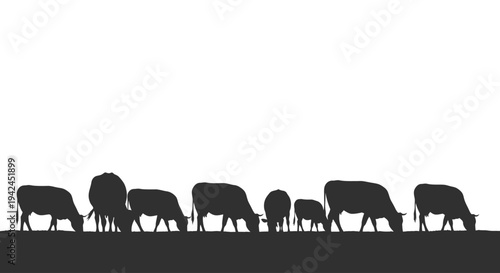 Cows and calves grazing silhouettes on white background