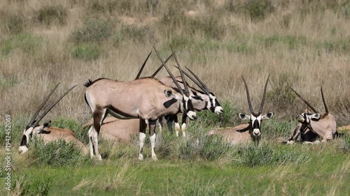 A group of gemsbok antelopes (Oryx gazella) resting in natural habitat, Kalahari desert, South Africa