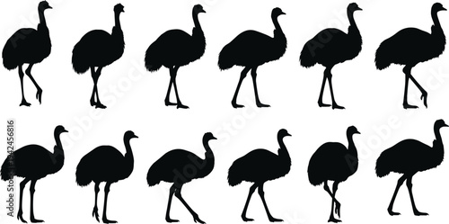 Ostrich bird silhouettes collection showing walking and standing ostriches isolated black vector illustration set for wildlife nature design