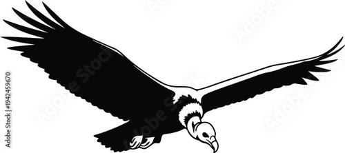 Silhouette majestic soaring condor vulture bird illustration vector design