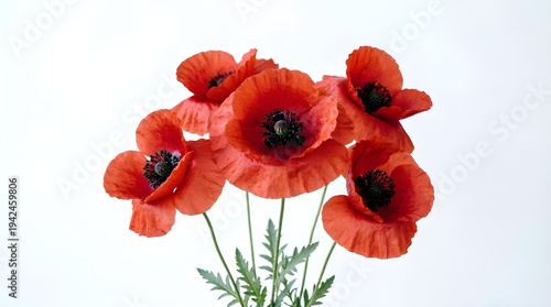 Beautiful Red Poppy Flowers in Bloom 
Nature’s Elegant and Vibrant Floral Beauty