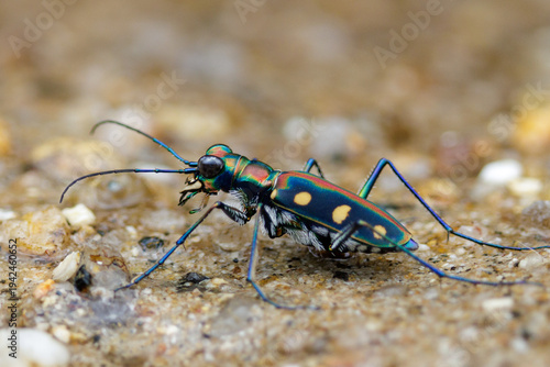 Jewel tiger beetle walking on sandy ground