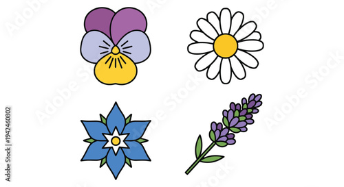 Edible Flower Line art vector colorful digital abstract