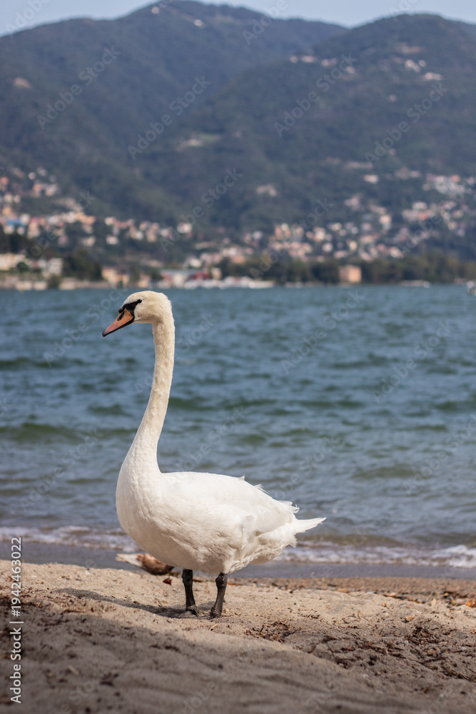 Fototapeta premium Elegant white mute swan standing on a sandy beach with blue lake water and scenic mountain landscape in the background. Beautiful nature and wildlife scene.