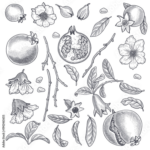 vector vintage drawing fruits, pomegranates, flowers, seeds and leaves isolated at white background, hand drawn illustration