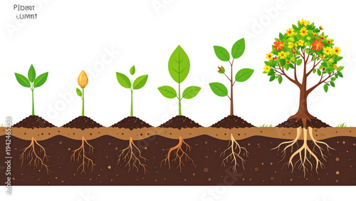 Plant Growth Stages Vector Illustration – From Seed to Flowering Sprout