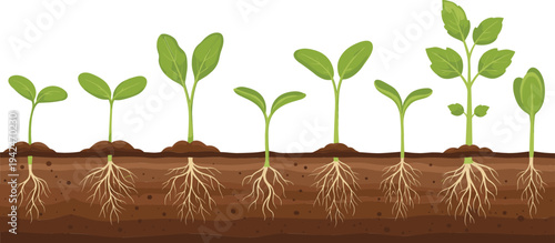 Plant Growth Stages Vector Illustration with Seed Germination, Sprouting Seedlings and Root Development in Soil for Gardening and Agriculture Education