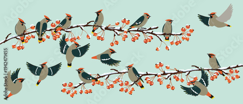 vector drawing bird, bohemian waxwing at wild apple branch with fruits and snow in winter, hand drawn wildlife illustration