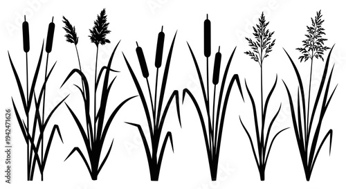 Set of black silhouettes featuring cattails and different aquatic plants on white background representing wetland flora