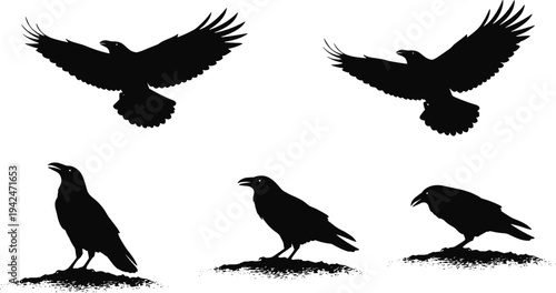 Raven crow bird silhouettes flying landing and standing poses isolated black vector illustration wildlife collection for nature design