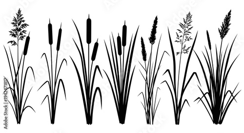 Beautiful black silhouettes of cattails plants collection in various styles on a white background for decorative purposes