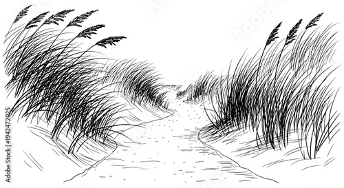 Serene sandy path winding through tall grassy dunes in a simple black and white sketch