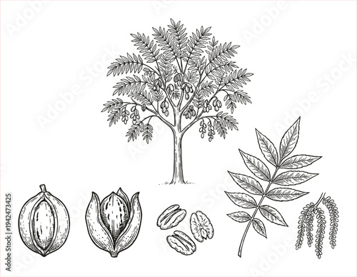 Detailed botanical illustration of a pecan tree, nuts, leaves, and catkins