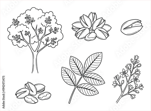 Pistachio Tree Elements: Illustrations of Nuts, Leaves, Blossoms, and a Sapling