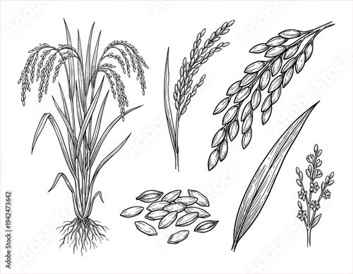 Detailed Botanical Illustration of Rice Plant Varieties and Grains