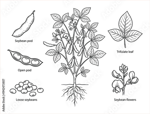 Detailed Botanical Illustration of a Soybean Plant with Pods, Leaves, and Flowers