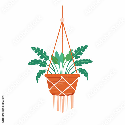 Minimalist hanging plant in macrame planter on white background
