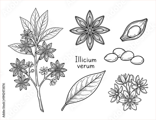 Illicium verum botanical illustration of star anise plant, fruit, seeds, and leaf